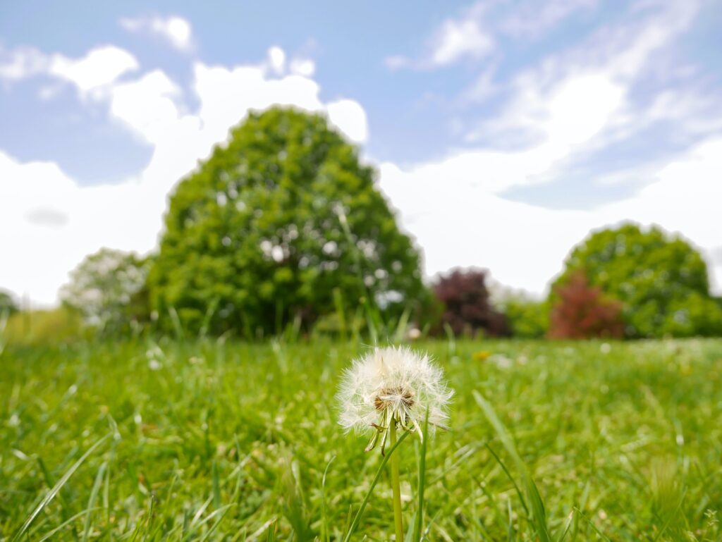 daniela paola alchapar Ei6aMJwRtOg unsplash 1024x769 - So bereiten Sie Ihre Außenanlagen optimal auf den Frühling vor