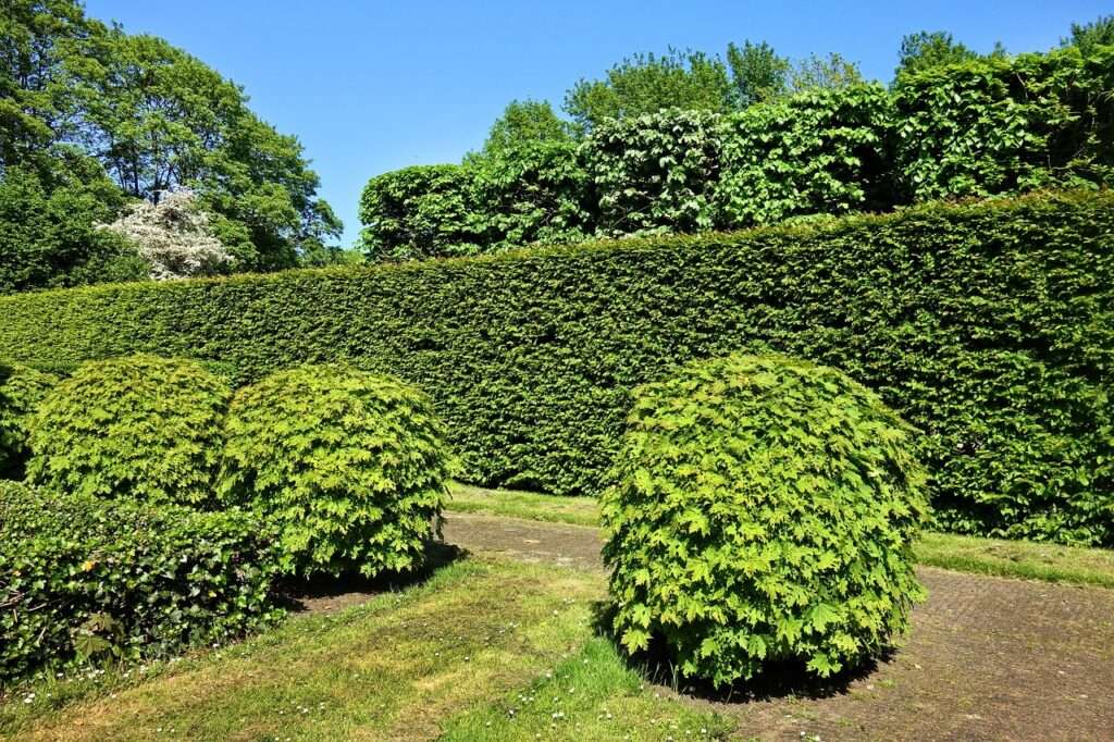 shorn hedge 3392367 1280 1024x682 - Effiziente Grünflächenpflege in den Sommermonaten: Tipps vom Experten